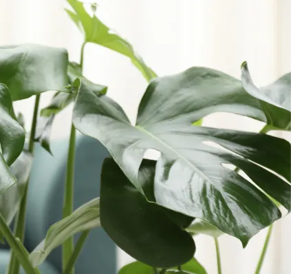 Decorative plants at Westside Family Dentistry